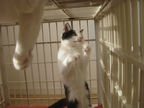 ぶっとい足が・・・