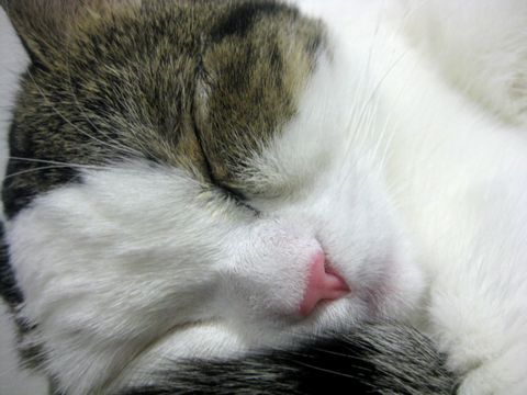 カピってる