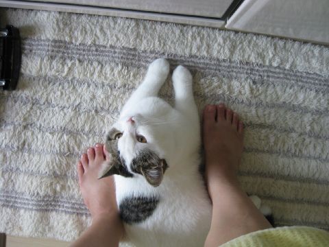 甘えっ子もち