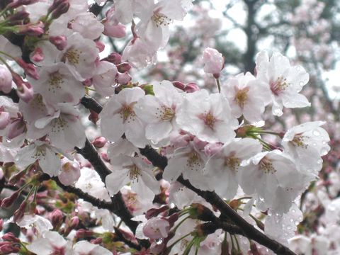 桜