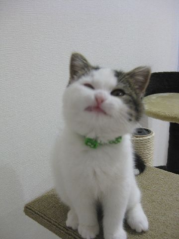 変顔もち