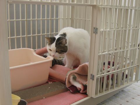 ニオイチェック