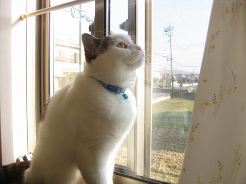 飛んだ！
