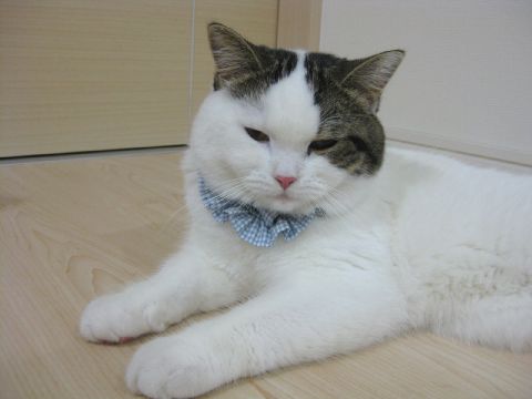 なんか付けられた…