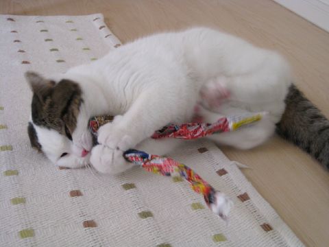 うがーっ！