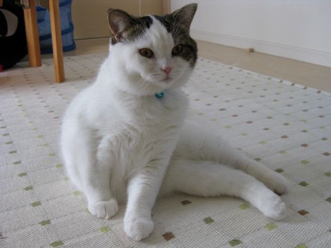 横座り
