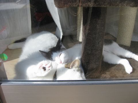 やっぱり眠い