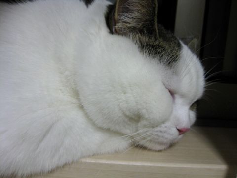 もう知らん