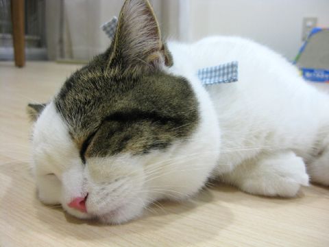 すぴすぴ