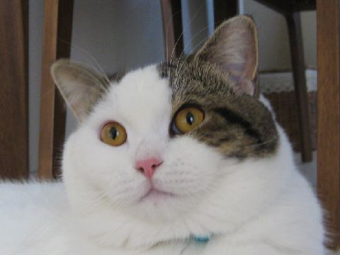 首かしげ