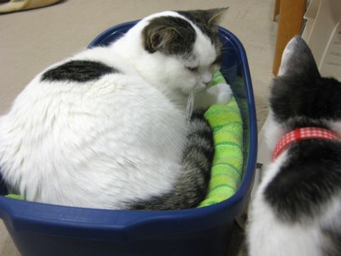 これはボクんだ！