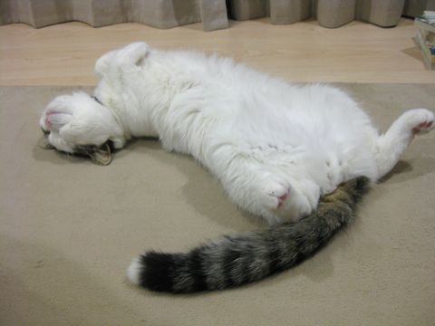 おっぴろげ～