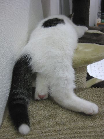 段差があっても平気