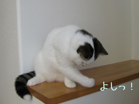 小さく喜ぶもち