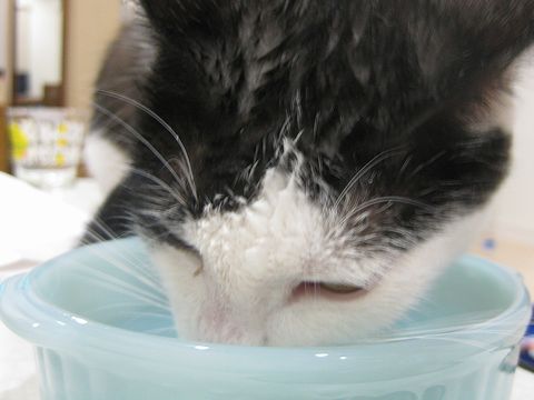 べちゃべちゃ頭