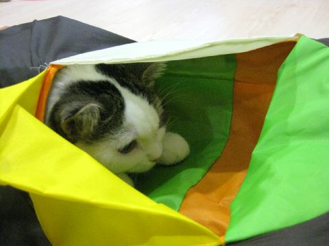 ネズを狙う