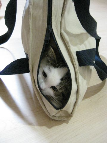 隠れてじーーー
