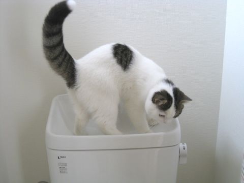 トイレ探検2