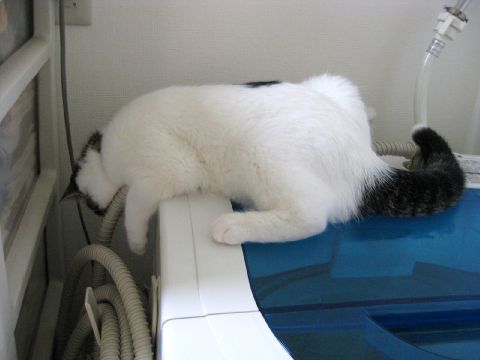 のぞきこむネコ2