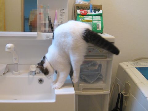 足がすべったネコ