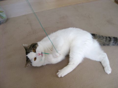 んぎーー！