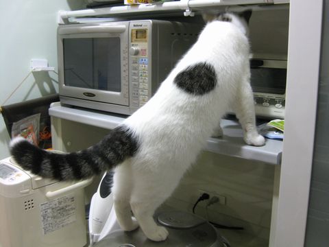 炊飯器乗ってる・・・