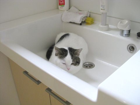 洗面台でくつろぐネコ