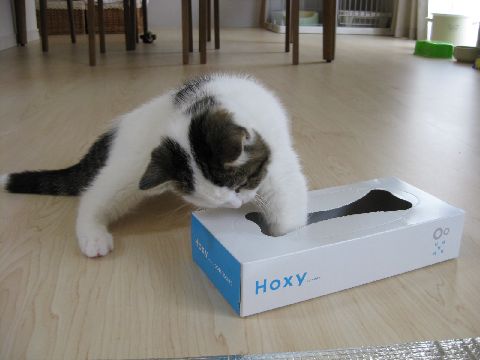 ティッシュ箱で遊ぶ猫