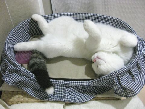 ベッドで寝るもち2