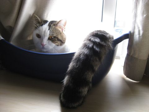 しっぽでかっ！
