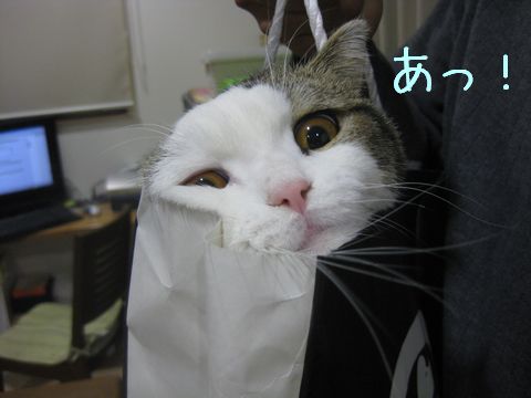 何かが出てる！