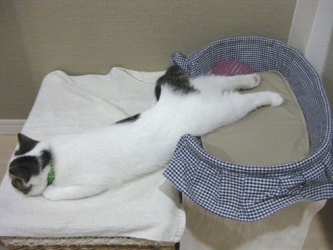 はみ出てる猫