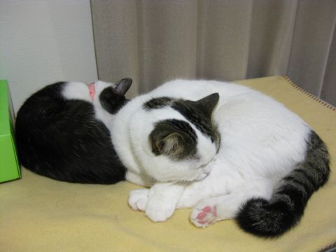 猫団子！
