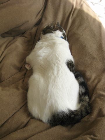 尻べちゃ