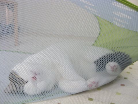 網につかまった猫