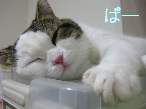 ぱー