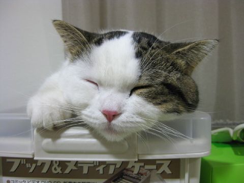にたり