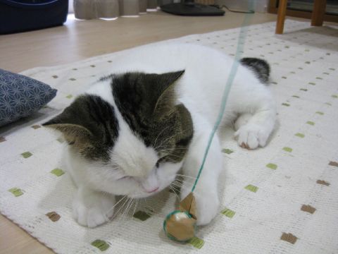 ボール付き