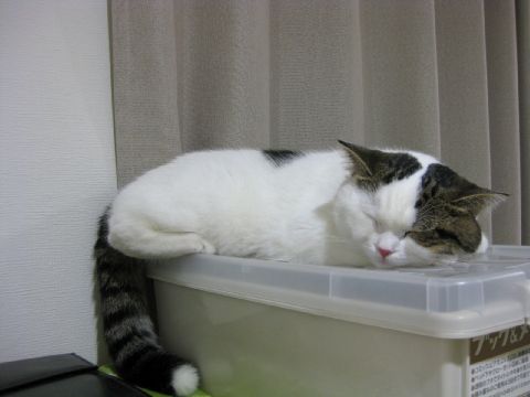 寝直し