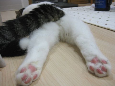 魅惑のお尻