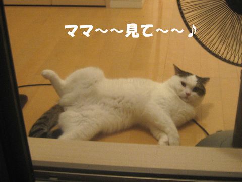 アピールしてみた！