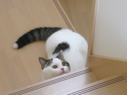 階段から見上げる猫