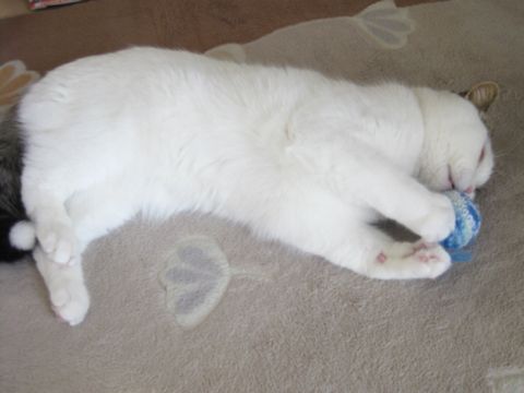 ステキなかほり・・・
