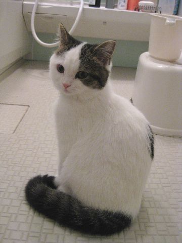 お風呂場大好き猫1
