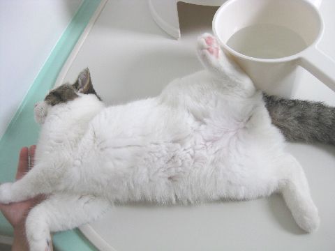 お風呂場大好き猫2