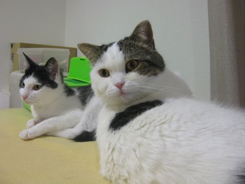 やっと落ち着いた