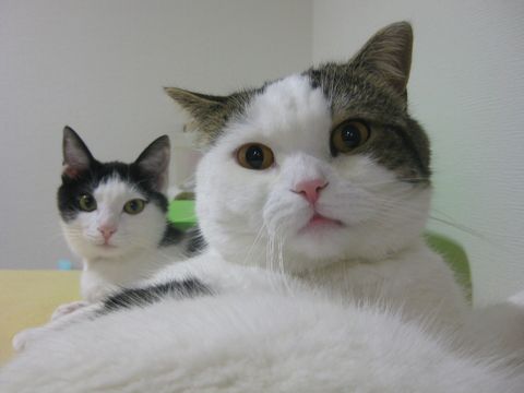 ちょっと開いた口