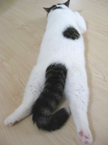 しっぽが？
