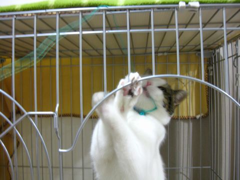 んぎーーっ！