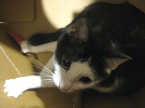 箱に入った猫